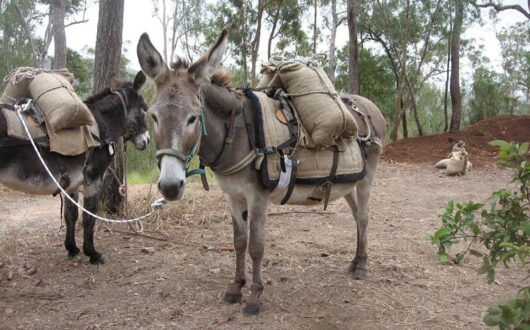 donkeys wilderness expeditions
