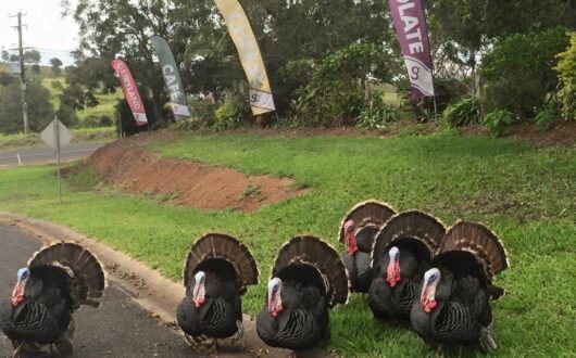 gallo turkey web